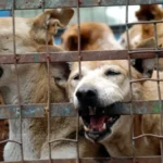 “MP मे कुत्तों के एबीसी केन्द्रों की जांच जरूरी”