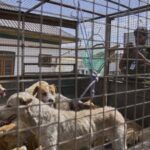 उत्तर प्रदेश, राजस्थान, उत्तराखंड और जम्मू और कश्मीर सरकार ने स्ट्रीट डॉग्स को शेल्टर भेजने की व्यवस्था को पशु क्रूरता बताया