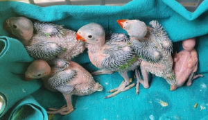 Parakeet-Chicks-at-CWRC_Assam_April-2023_Rajib-BordoloiParakeet-at-CWRC-e1695703364472